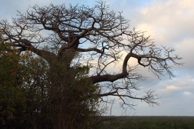 Affenbrotbaum / Baobab / Adansonia digitata