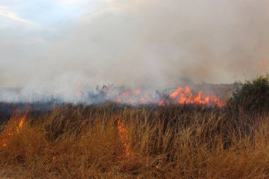 Afrikanischer Busch - Kruegerpark - Buschfeuer / Afrika Bush - Kruger Park - Bushfire /