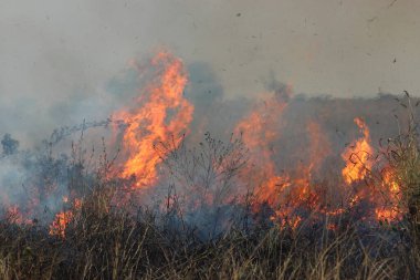 Afrikanischer Busch - Kruegerpark - Buschfeuer / Afrika Bush - Kruger Park - Bushfire /
