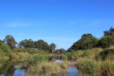 Afrikanischer Busch - Kruegerpark - N 'wanetsi Nehri / Afrika Çalı - Kruger Parkı - N' wanetsi Nehri /