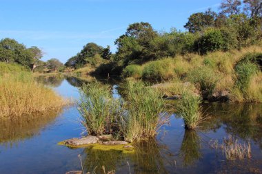 Afrikanischer Busch - Kruegerpark - N 'wanetsi Nehri / Afrika Çalı - Kruger Parkı - N' wanetsi Nehri /