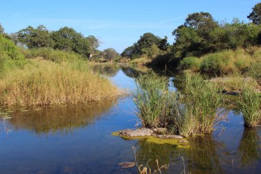 Afrikanischer Busch - Kruegerpark - N 'wanetsi Nehri / Afrika Çalı - Kruger Parkı - N' wanetsi Nehri /