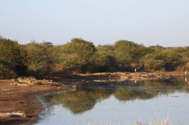 Afrikanischer Busch - Kruegerpark - Sunset Barajı / Afrika Çalı - Kruger Parkı - Sunset Barajı /