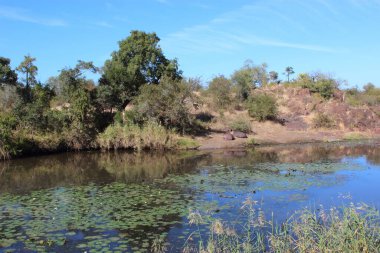 Afrikanischer Busch - Kruegerpark - Sweni Nehri / Afrika Çalı - Kruger Parkı - Sweni Nehri /