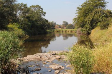 Afrikanischer Busch - Kruegerpark - Sweni Nehri / Afrika Çalı - Kruger Parkı - Sweni Nehri /