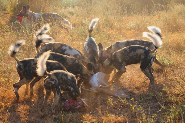 Afrikanische Wildhunde Toeten Eine Schwarzfersenantilope Perros Salvajes Africanos Matando Impala — Foto de Stock
