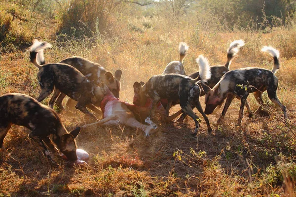 Afrikanische Wildhunde Toeten Eine Schwarzfersenantilope Cães Selvagens Africanos Matando Impala — Fotografia de Stock