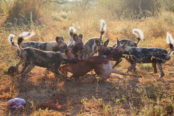 Afrikanische Wildhunde toeten eine Schwarzfersenantilope / Afrikalı vahşi köpekler Impala / Lycaon pictus 'u öldürdü