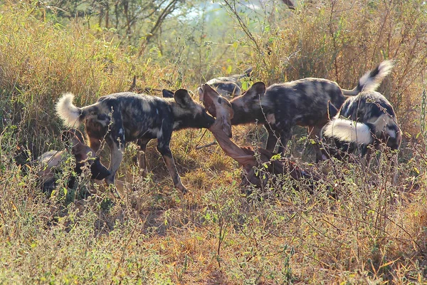 Afrikanische Wildhunde Toeten Eine Schwarzfersenantilope African Wild Dogs Killing Impala — 图库照片