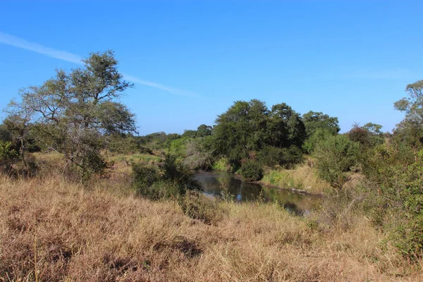 Afrikanischer Busch Kruegerpark Rzeka Wanetsi Krzew Afrykański Park Kruger Rzeka — Zdjęcie stockowe