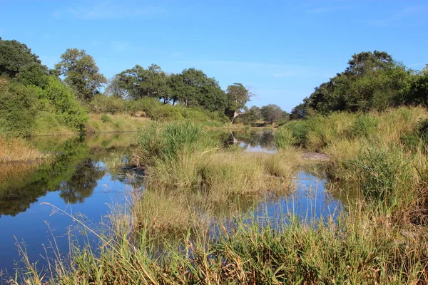 Afrikanischer Busch Kruegerpark Rzeka Wanetsi Krzew Afrykański Park Kruger Rzeka — Zdjęcie stockowe