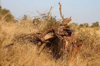 Afrikanischer Busch - Kruegerpark / Afrika Bush - Kruger Park /