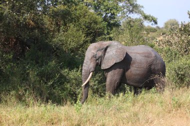 Afrikanischer Elefant / African elephant / Loxodonta africana