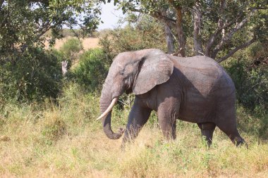 Afrikanischer Elefant / African elephant / Loxodonta africana