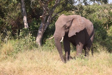 Afrikanischer Elefant / African elephant / Loxodonta africana