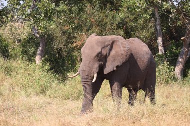 Afrikanischer Elefant / African elephant / Loxodonta africana