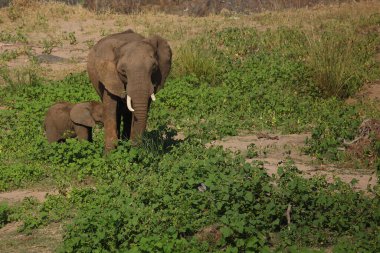 Afrikanischer Elefant / African elephant / Loxodonta africana