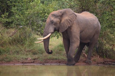 Afrikanischer Elefant / African elephant / Loxodonta africana