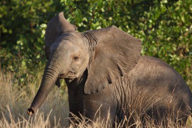 Afrikanischer Elefant / African elephant / Loxodonta africana