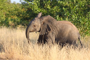 Afrikanischer Elefant / African elephant / Loxodonta africana