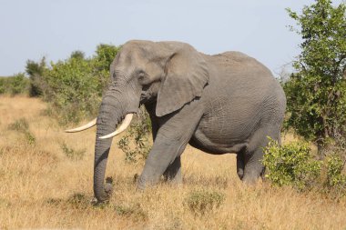 Afrikanischer Elefant / African elephant / Loxodonta africana