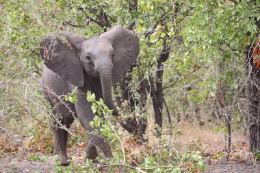 Afrikanischer Elefant / African elephant / Loxodonta africana