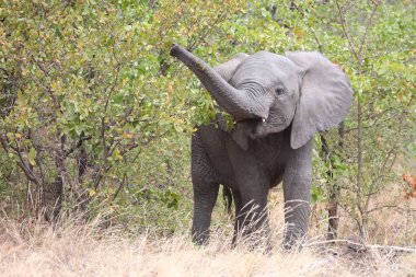 Afrikanischer Elefant / African elephant / Loxodonta africana