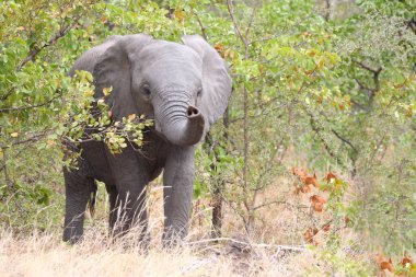 Afrikanischer Elefant / African elephant / Loxodonta africana