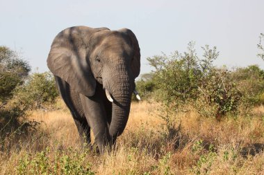 Afrikanischer Elefant / African elephant / Loxodonta africana