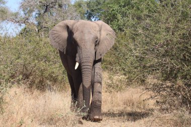 Afrikanischer Elefant / African elephant / Loxodonta africana