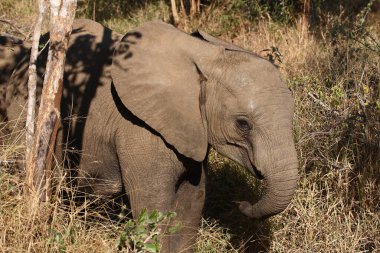 Afrikanischer Elefant / African elephant / Loxodonta africana