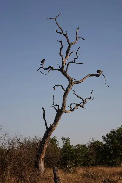 Afrikanischer Busch African Bush — Zdjęcie stockowe