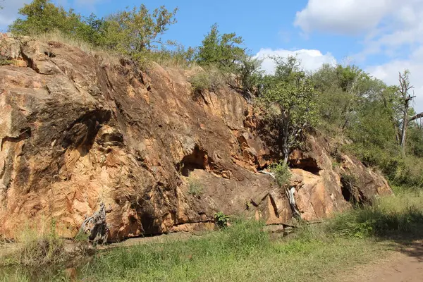 Afrikanischer Busch African Bush —  Fotos de Stock