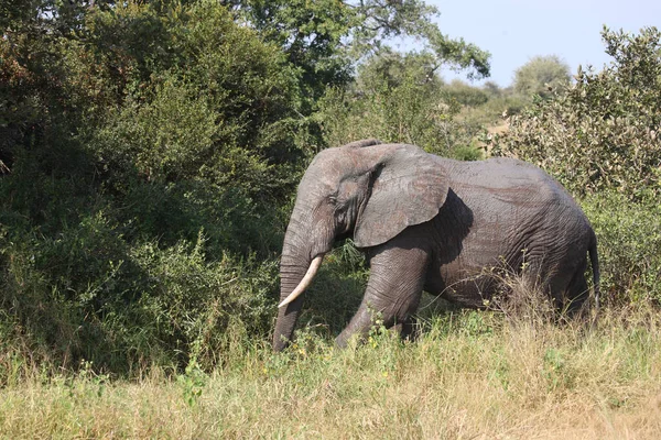 Afrikanischer Elefant African Elephant Loxodonta Africana — ストック写真