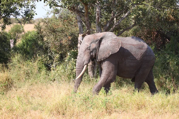 Африканский Слон Африканский Слон Loxodonta Africana — стоковое фото