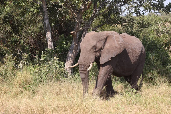 Afrikanischer Elefant Αφρικανικός Ελέφαντας Loxodonta Africana — Φωτογραφία Αρχείου