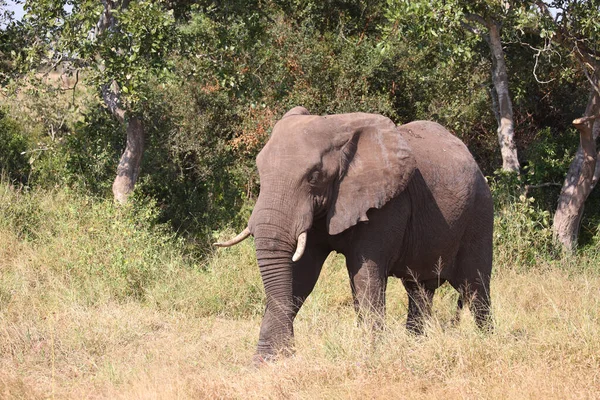 Afrikanischer Elefant African Elephant Loxodonta Africana — Fotografia de Stock