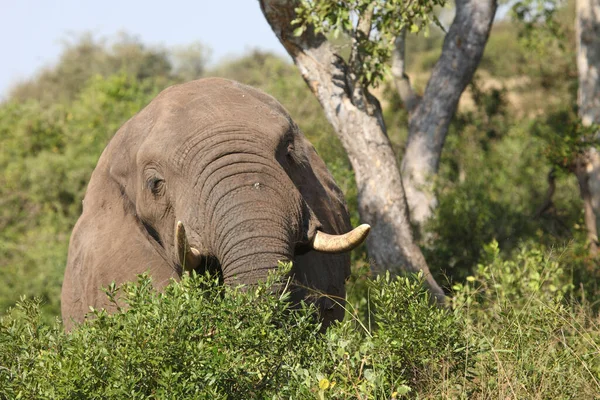 Африканский Слон Африканский Слон Loxodonta Africana — стоковое фото