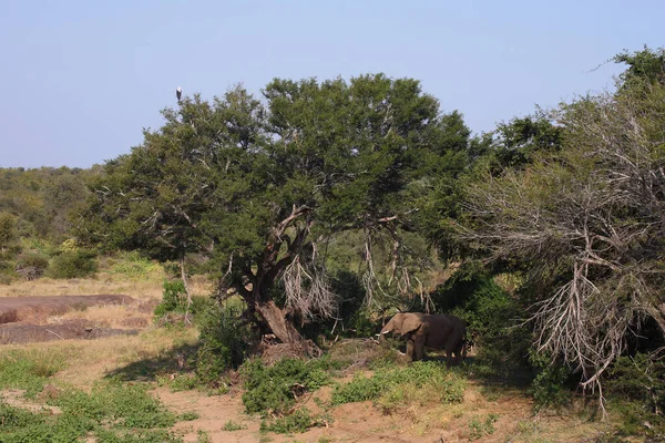 Afrikanischer Elefant African Elephant Loxodonta Africana — Stok fotoğraf