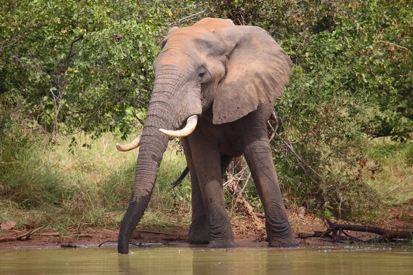 Afrikanischer Elefant / African elephant / Loxodonta africana