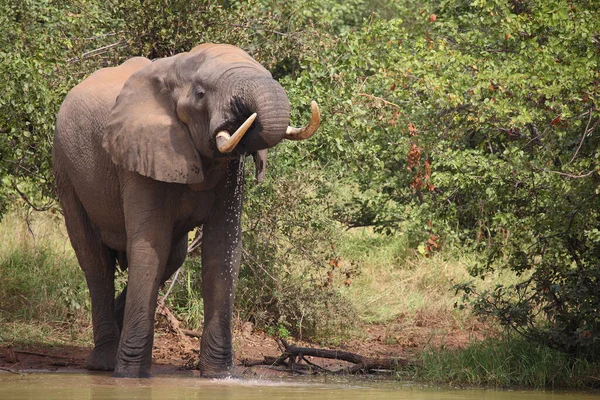 Afrikanischer Elefant African Elephant Loxodonta Africana — Stock Fotó