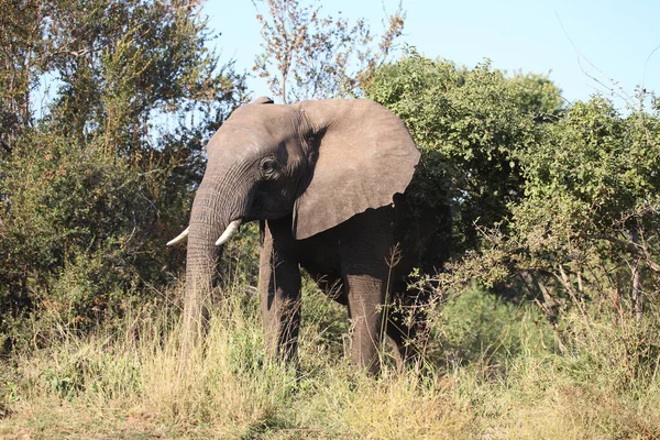 Afrikanischer Elefant African Elephant Loxodonta Africana — Stock Fotó