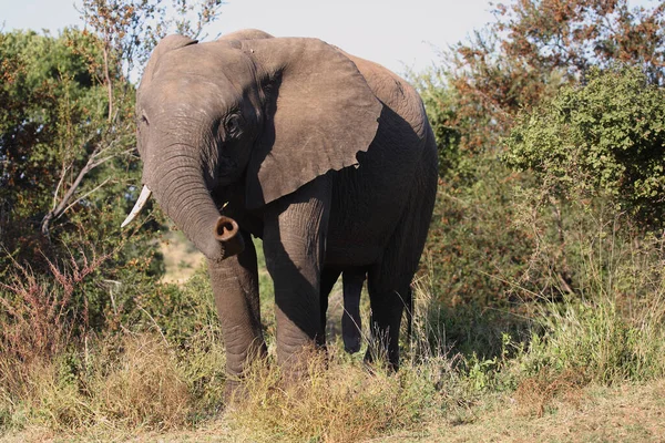 Afrikanischer Elefant African Elephant Loxodonta Africana — Stockfoto