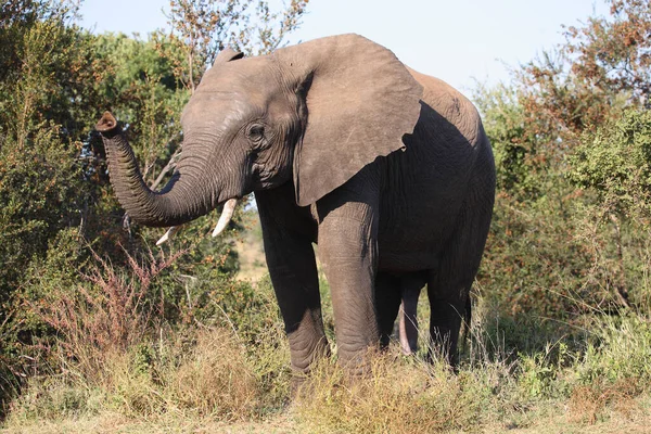 Afrikanischer Elefant African Elephant Loxodonta Africana — 스톡 사진