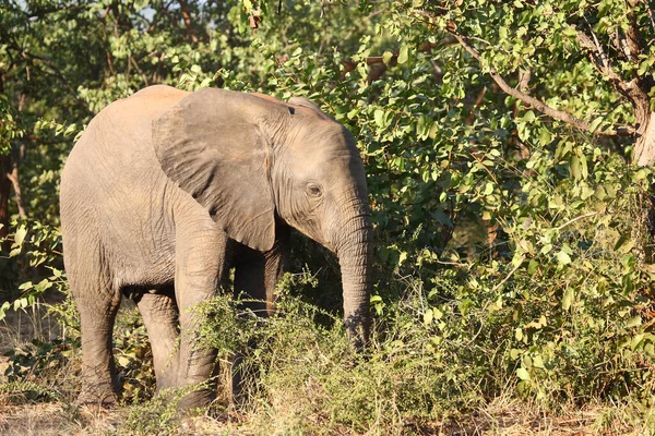 Afrikanischer Elefant African Elephant Loxodonta Africana — Fotografia de Stock