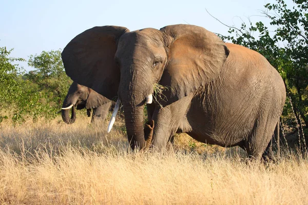 Afrikanischer Elefant African Elephant Loxodonta Africana — 스톡 사진