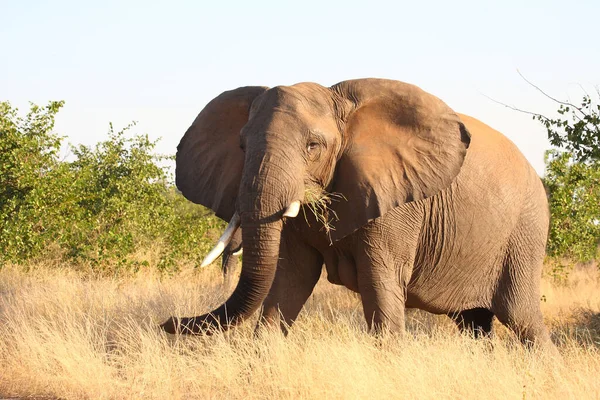 Afrikanischer Elefant African Elephant Loxodonta Africana — Stockfoto