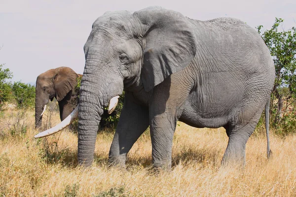 Afrikanischer Elefant African Elephant Loxodonta Africana — 스톡 사진