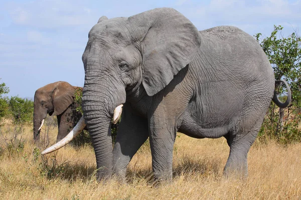 Afrikanischer Elefant African Elephant Loxodonta Africana — Stok fotoğraf