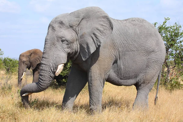 Afrikanischer Elefant African Elephant Loxodonta Africana — Stok fotoğraf